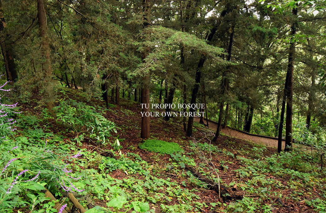 Luxury Penthouse with Rooftop and Double-Height for Sale, Lomas de Vista Hermosa, CDMX