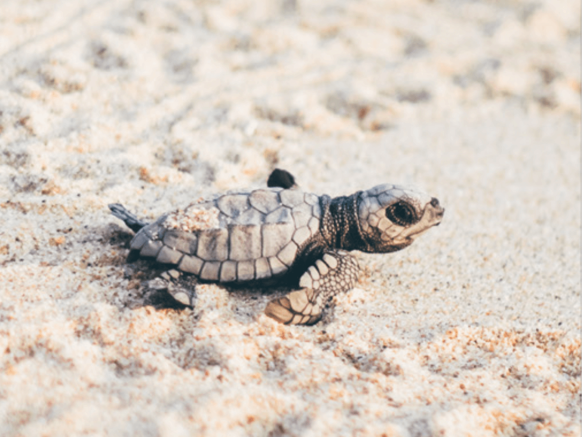 Penthouse with common terrace overlooking the sea, barbecue area and pool, access to the beach, pre-construction, for sale Tankah Bay Tulum.