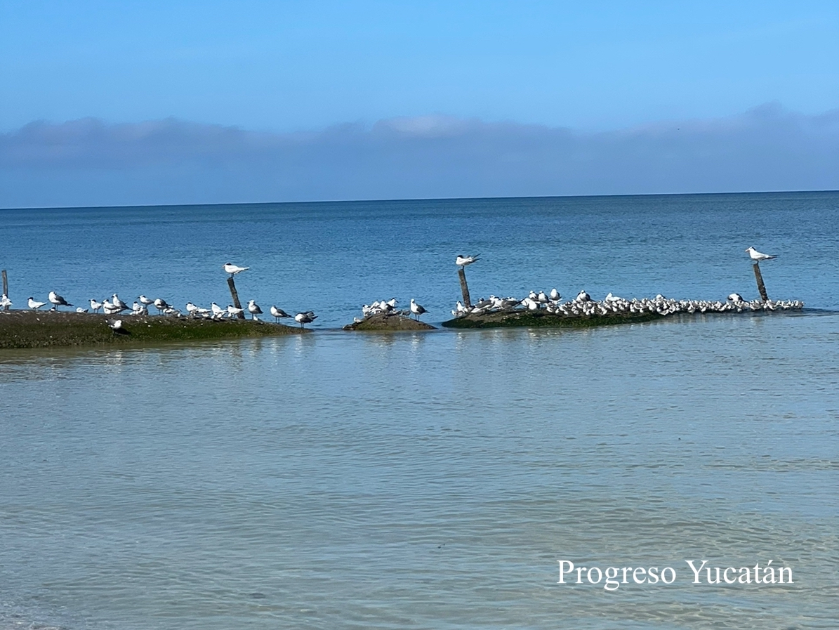 Condominium with terrace, roof top with pool, bar area, fitness room, pre-construction, North Zone, for sale, M&eacute;rida