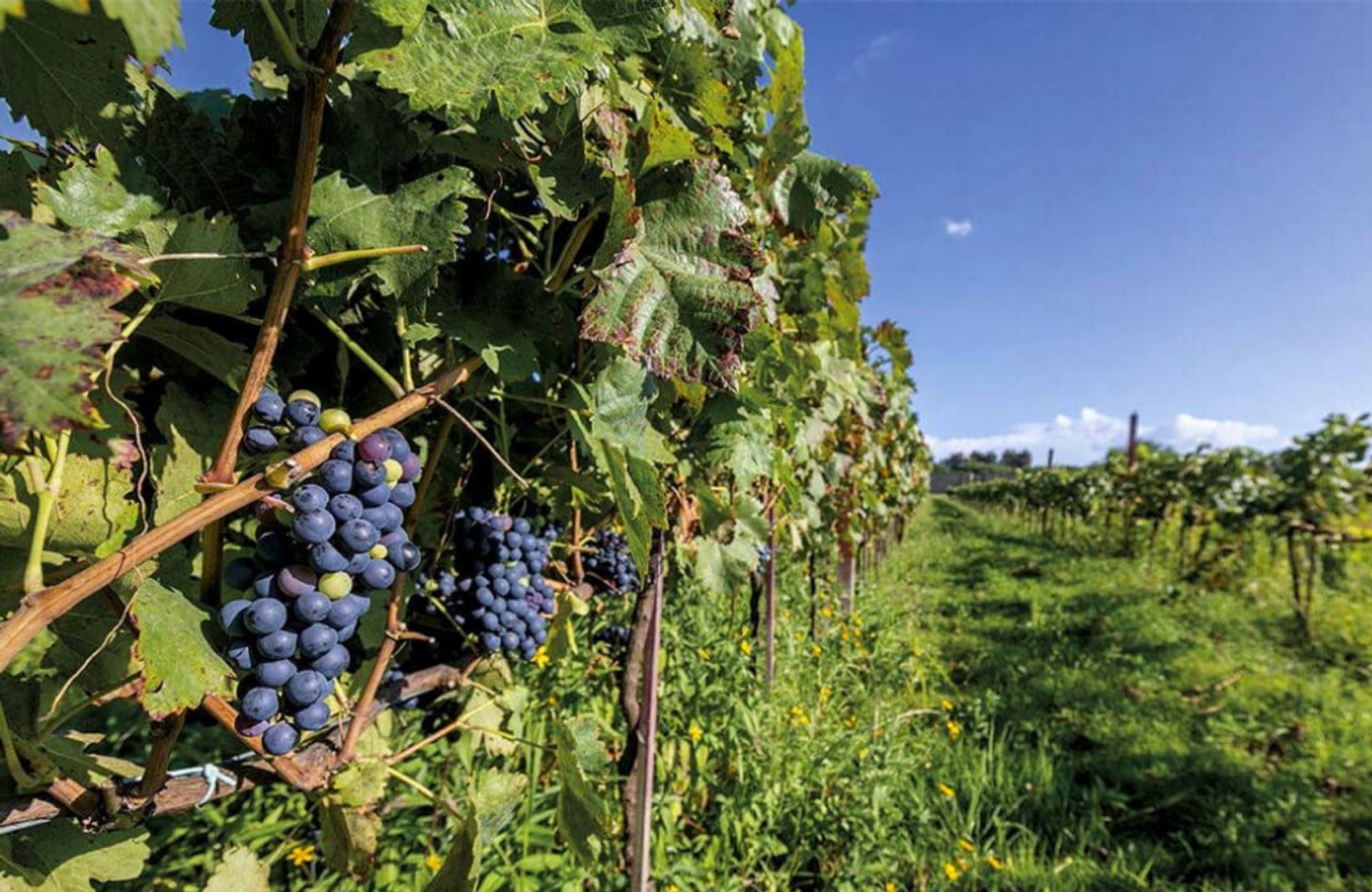 1,000 m&sup2; lot, gated community with amenities for sale San Miguel de Allende