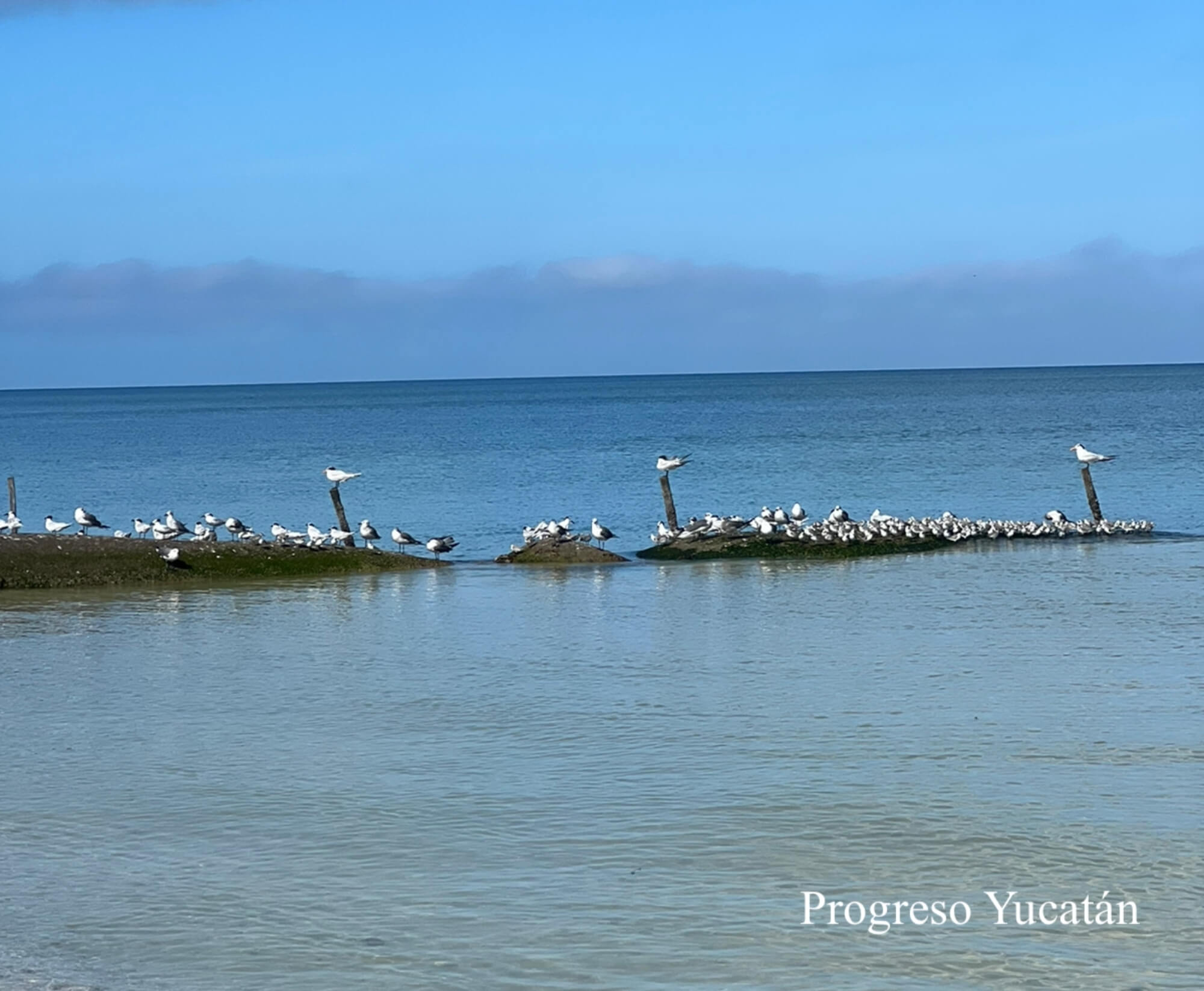 Ocean view condominium with beach club, for sale Chicxulub Puerto, Merida