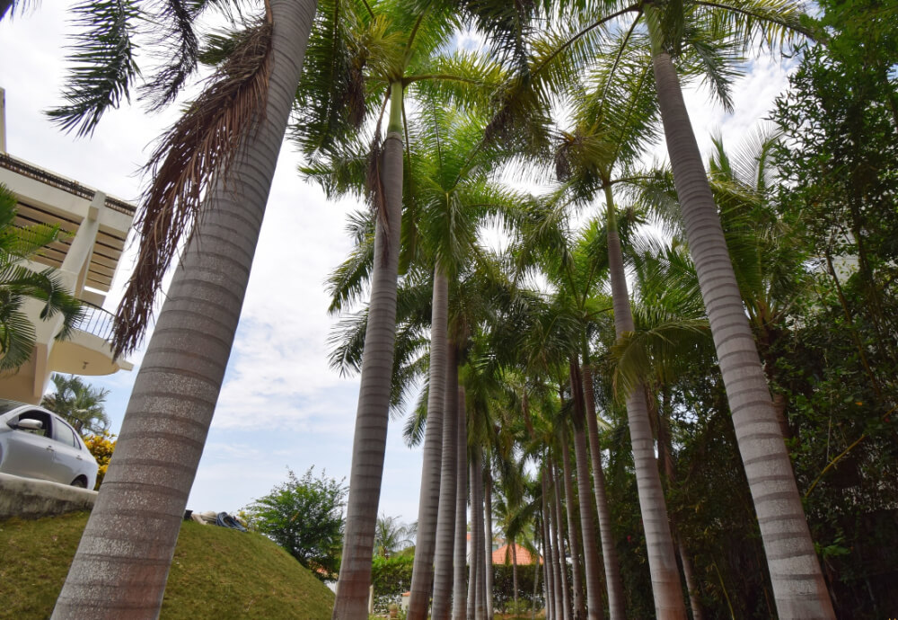 Luxury villa with pool surrounded by natural reserve for sale, Playa &Oacute;rgano, Huatulco