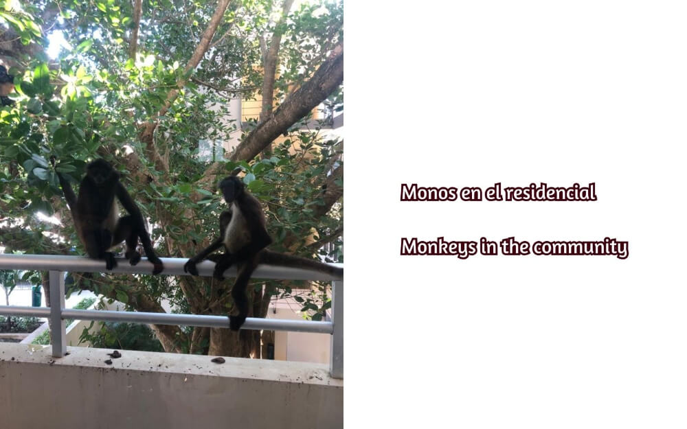 Luxury studio surrounded by green areas for sale in Tulum