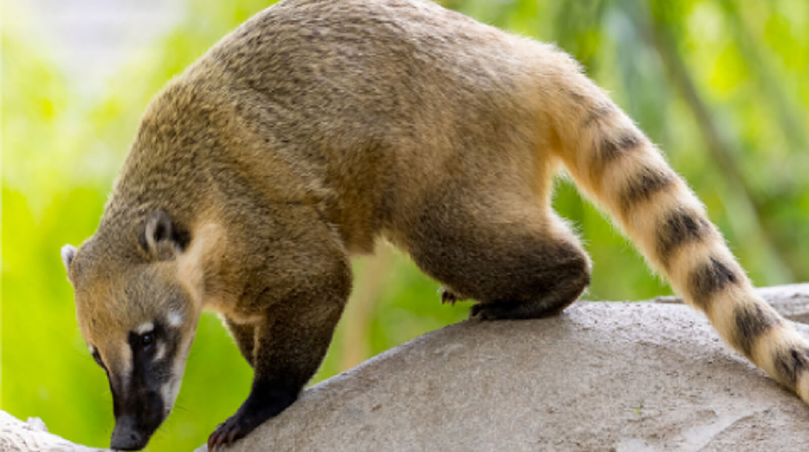 House with garden and private pool, in gated community with amenities for the whole family, for sale, Valenia, Playa del Carmen.