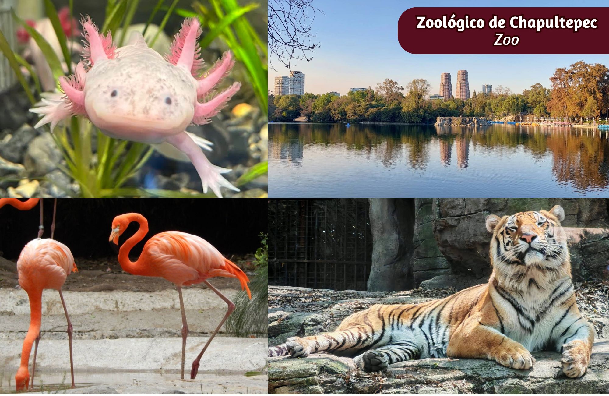 Exclusive Penthouse with Private Rooftop for Sale, Lomas de Vista Hermosa, CDMX