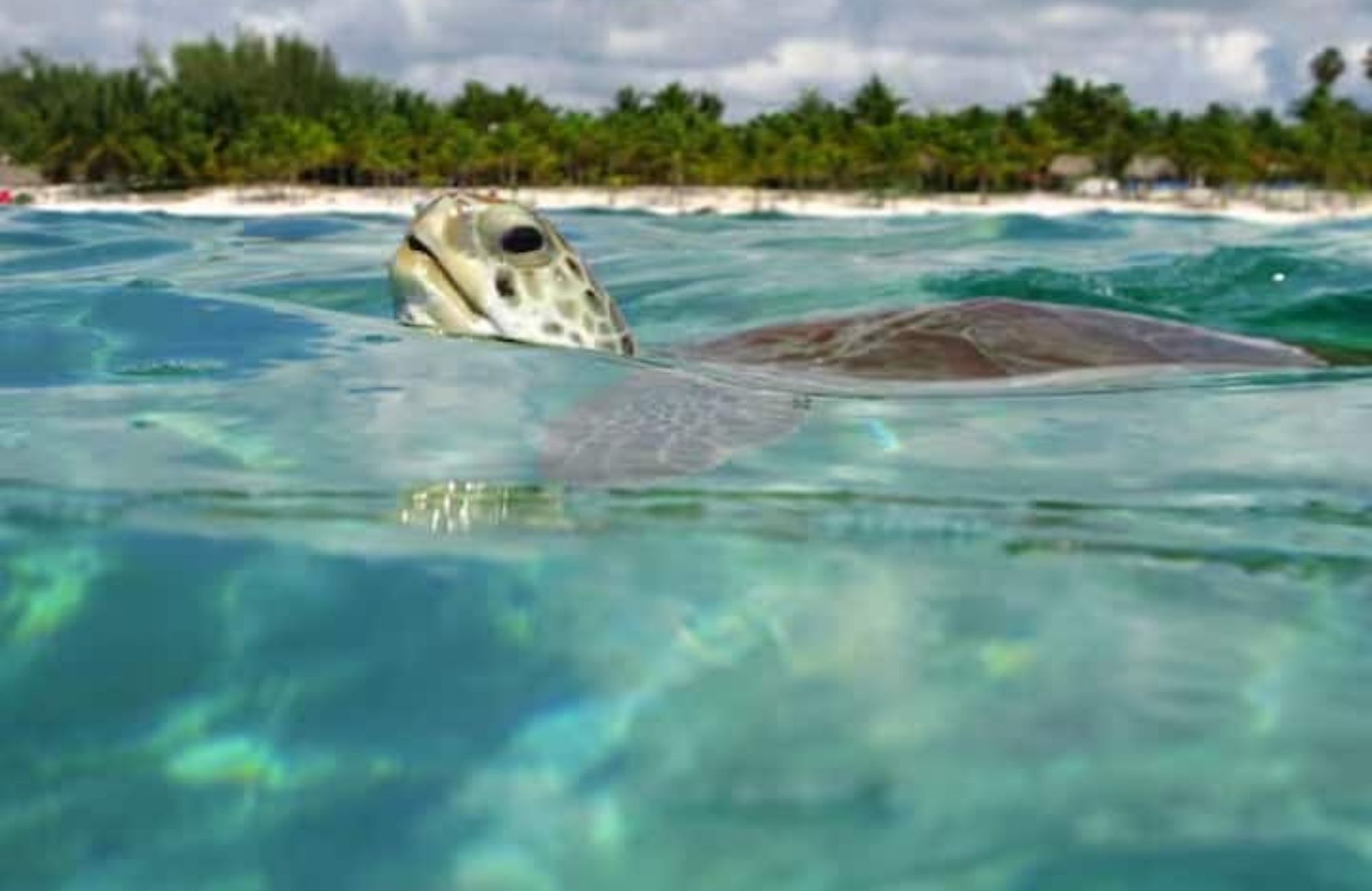 1 bedroom Penthouse with art walk, Boho style commercial area, green areas, 5 star hotel services in Tulum, sale.