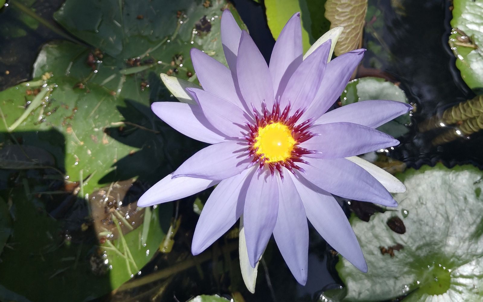 Terreno Multifamiliar 1761 m2, cenote, gym, parques, en venta, Selvamar Playa del Carmen.