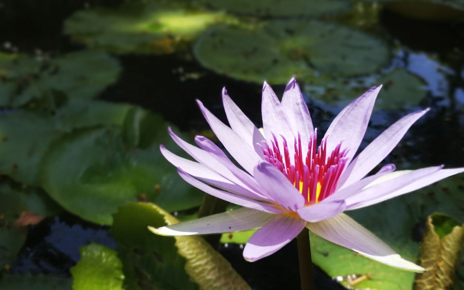 Terreno Multifamiliar 1761 m2, cenote, gym, parques, en venta, Selvamar Playa del Carmen.