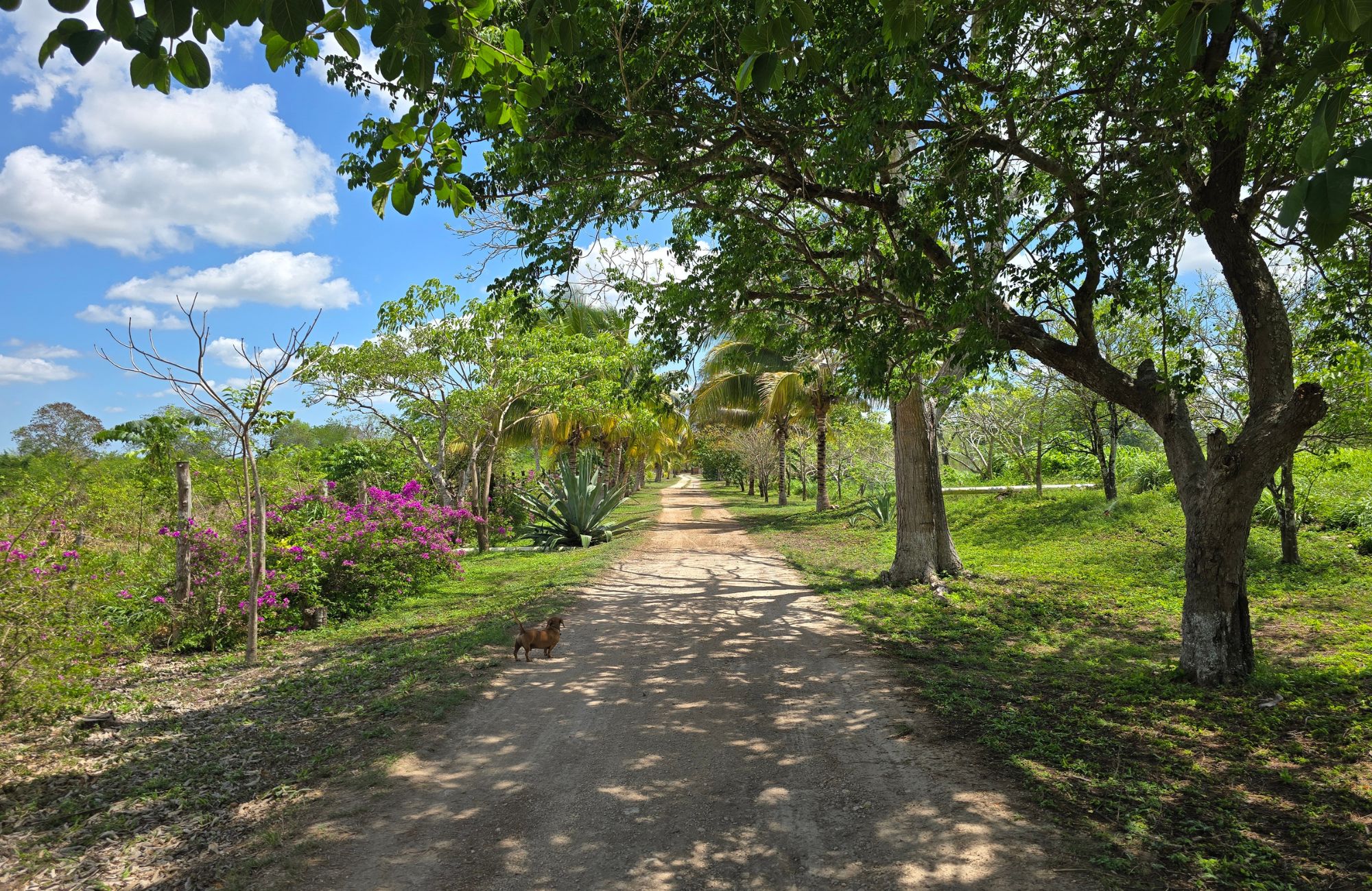 98-Hectare Ranch with Boutique Hotel and Amenities for Sale, Panab&aacute;, Yucat&aacute;n