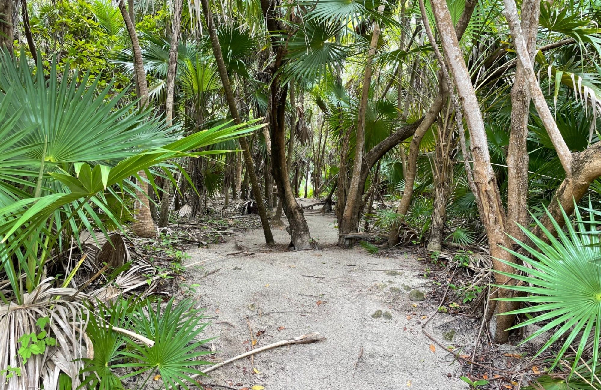 Oceanfront Lot with 28 Meters of Frontage for Sale in Mahahual