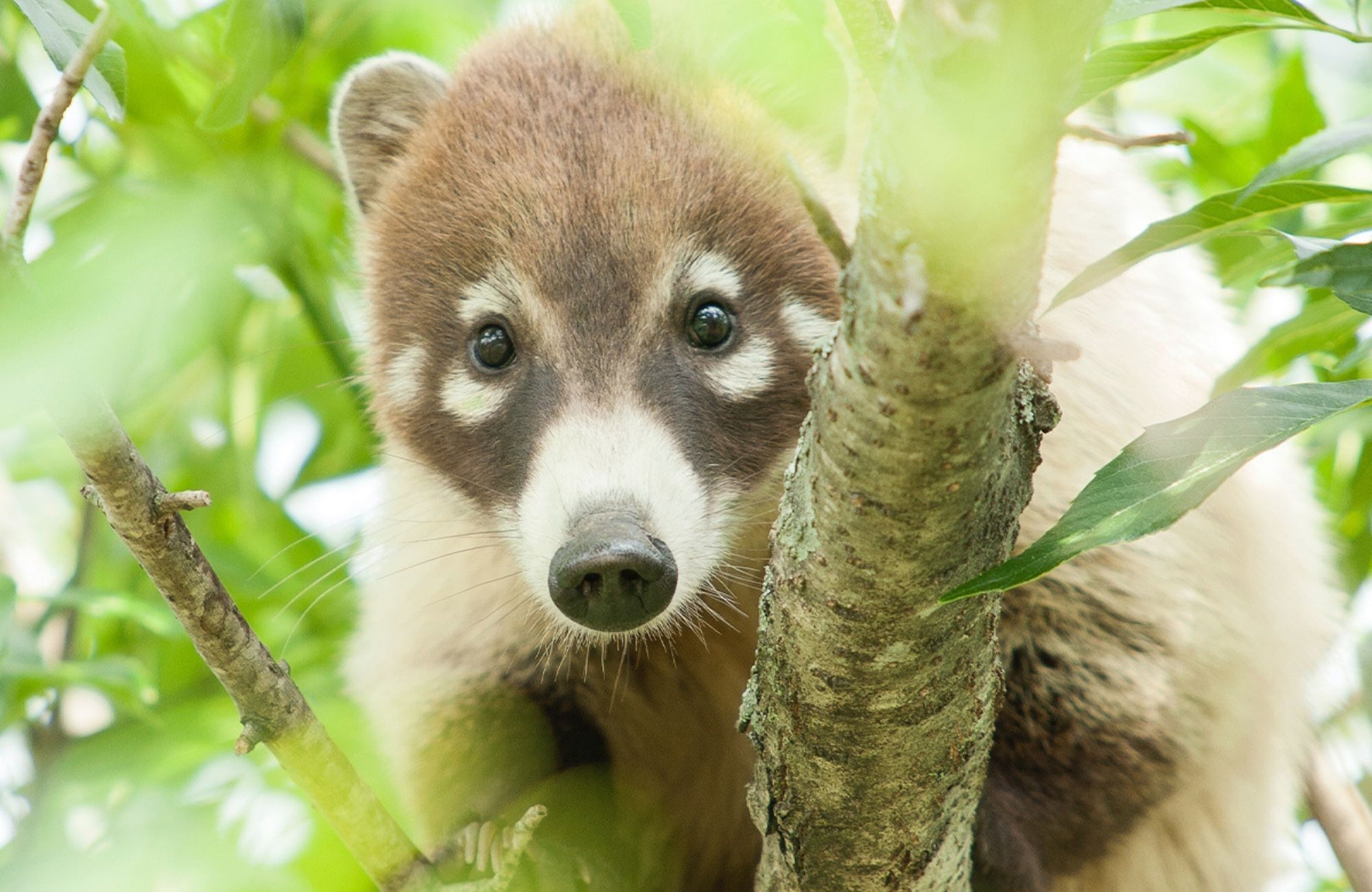 Macrolote multifamiliar, amenidades, en venta, Ciudad Mayakoba Playa del Carmen