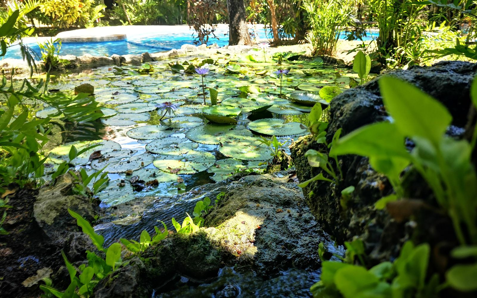 970 m2 lot, in gated community with private cenote, for sale Playa del Carmen.